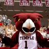 Temple Owl